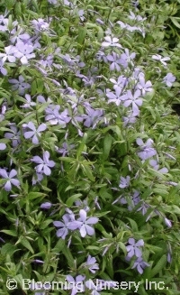 Phlox divaricata ssp. laphamii